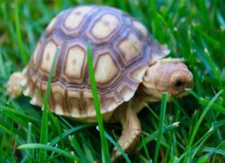 3 Disciple Animals of the Fortune God Entering the House Signal Consecutive Good Luck, Don’t Be Foolish to Drive Them Away