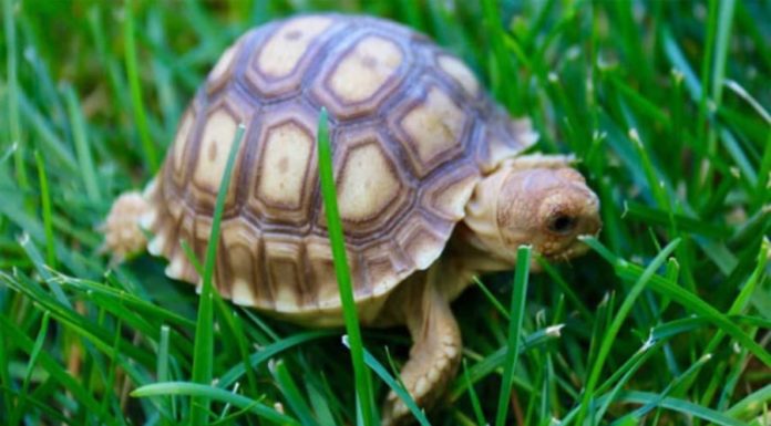 3 Disciple Animals of the Fortune God Entering the House Signal Consecutive Good Luck, Don’t Be Foolish to Drive Them Away