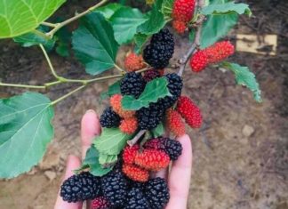 How to Soak Mulberry in Water Without Mold or Scum, and Make Tangy Sweet Water in Just 5 Minutes
