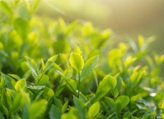 Top 8 Health-Boosting Compounds Found in Green Tea