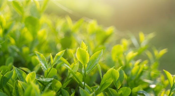 Top 8 Health-Boosting Compounds Found in Green Tea