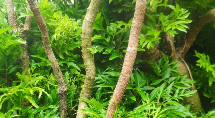 Can You Grow Lucky Tree Houseplant Feng Shui