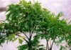 Lucky Money Tree (Polyscias fruticosa) for Good Fortune and Prosperity: A Must-Have for Ultimate Wealth