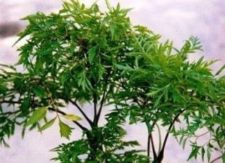 Lucky Money Tree (Polyscias fruticosa) for Good Fortune and Prosperity: A Must-Have for Ultimate Wealth