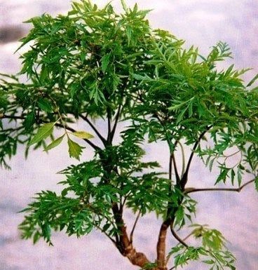 Lucky Money Tree (Polyscias fruticosa) for Good Fortune and Prosperity: A Must-Have for Ultimate Wealth