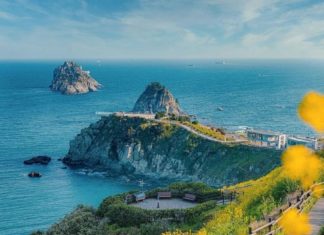 Busan – Where Golden Canola Fields Bloom and Fresh Seafood Abounds