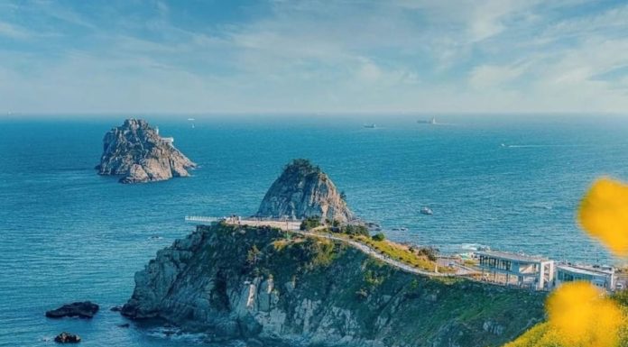 Busan – Where Golden Canola Fields Bloom and Fresh Seafood Abounds