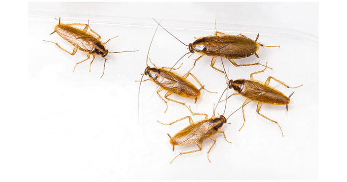 How to Eradicate Cockroaches Effectively