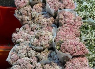 Scarlet Milkwood – Bouquets of Pristine Beauty and Delicate Fragrance