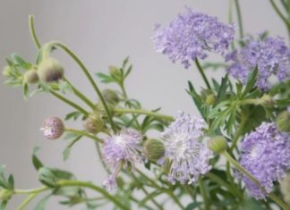 Delicate Thuy Chau beauty sought after by all