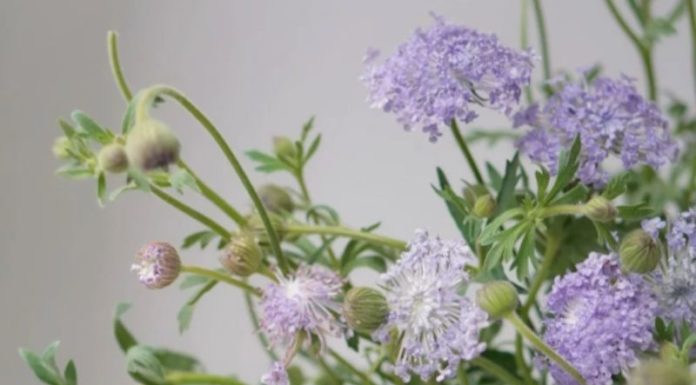 Delicate Thuy Chau beauty sought after by all