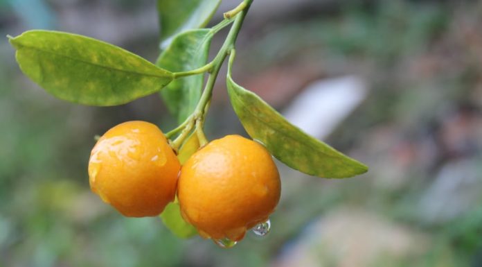 The Ultimate Year-Round Superfruit: Your Key to Optimal Health and a Fit Physique