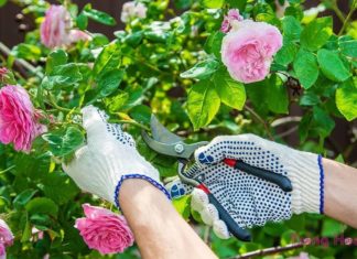 Essential Rose Care: Adhering to the 1 Light, 1 Diligent, 1 Sparing, 1 Lavish Rule for Blossoming Blooms