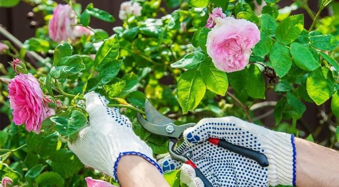 Essential Rose Care: Adhering to the 1 Light, 1 Diligent, 1 Sparing, 1 Lavish Rule for Blossoming Blooms