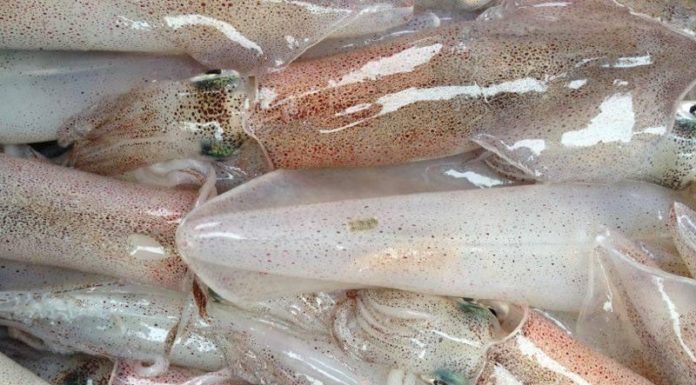 Unlock Culinary Delights: Master the Art of Non-Frying Squid Preparation