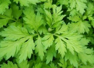 3 Vegetables You Always Have at Home, Dirt Cheap, But Great for Your Digestion, Liver and Eyes