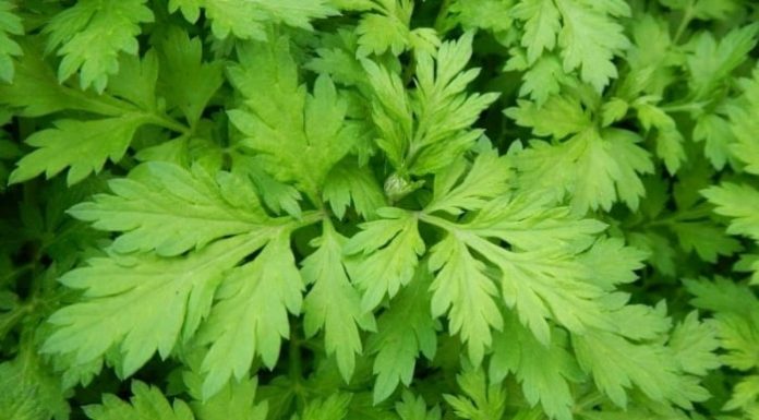 3 Vegetables You Always Have at Home, Dirt Cheap, But Great for Your Digestion, Liver and Eyes