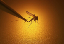 The Ultimate Mosquito Repellent: A Natural Solution to Keep Pests at Bay