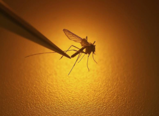 The Ultimate Mosquito Repellent: A Natural Solution to Keep Pests at Bay