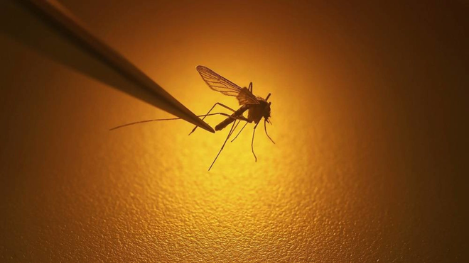 The Ultimate Mosquito Repellent: A Natural Solution to Keep Pests at Bay