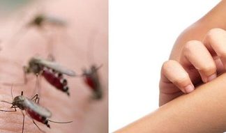 The Magic Water Bowl: Keep Mosquitoes and Insects at Bay