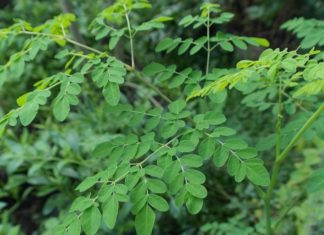 The Vegetable That Is ‘Vegetable Bird’s Nest’ Has 4 Times More Calcium Than Milk: Vietnamese Market Is Full But Many Don’t Know and Eat
