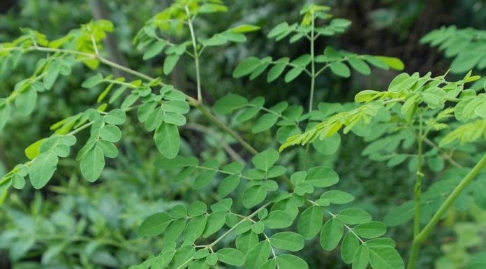 The Vegetable That Is ‘Vegetable Bird’s Nest’ Has 4 Times More Calcium Than Milk: Vietnamese Market Is Full But Many Don’t Know and Eat