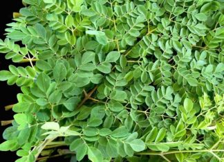 The Ultimate Superfood: This Vegetable Rivals Bird’s Nest in Nutrition, Packing 4 Times More Calcium Than Milk, Yet It Only Costs $0.20 a Bunch at the Market