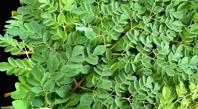 The Ultimate Superfood: This Vegetable Rivals Bird’s Nest in Nutrition, Packing 4 Times More Calcium Than Milk, Yet It Only Costs $0.20 a Bunch at the Market