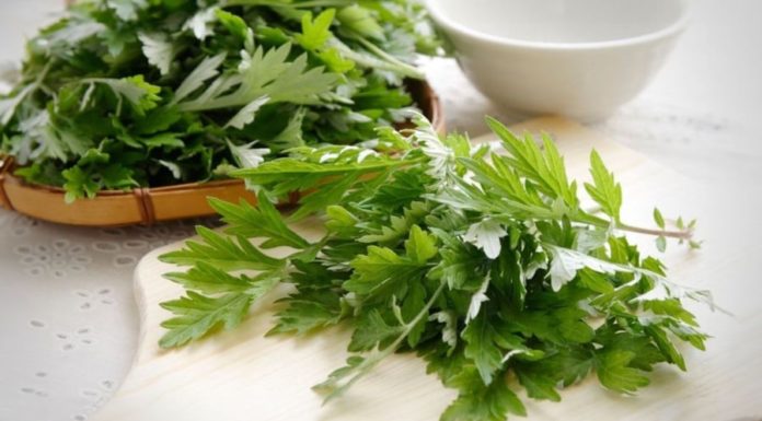 Mugwort: The Bitter Herb with Remarkable Health Benefits for Women Including Skin Enhancement and Blood Pressure Regulation