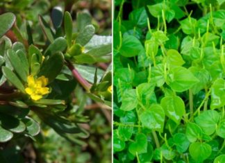 5 Longevity Vegetables in Vietnam That Many People Don’t Know About