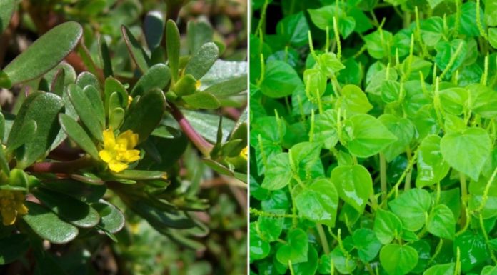 5 Longevity Vegetables in Vietnam That Many People Don’t Know About