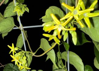 The Feng Shui Benefits of Growing Choy Sum Vines in Front of Your Home