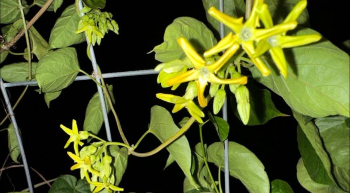 The Feng Shui Benefits of Growing Choy Sum Vines in Front of Your Home