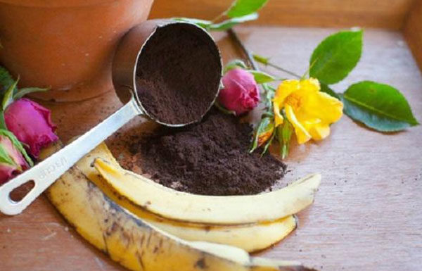 Plant a peanut cover on the ground, 2 days later, flowers and vegetables will bloom vigorously, deeply free from pests and diseases, making you surprised