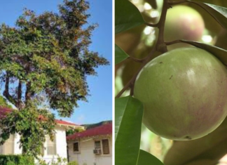 Is It Good to Plant Star Apple Trees in Front of the House?