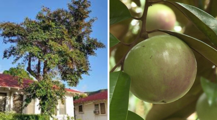 Is It Good to Plant Star Apple Trees in Front of the House?