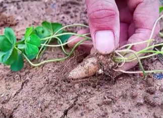 “Unlock the Secret to Ultimate Health: Discover the Wild-Growing Superfood Hiding in Plain Sight”