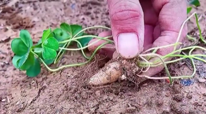 “Unlock the Secret to Ultimate Health: Discover the Wild-Growing Superfood Hiding in Plain Sight”