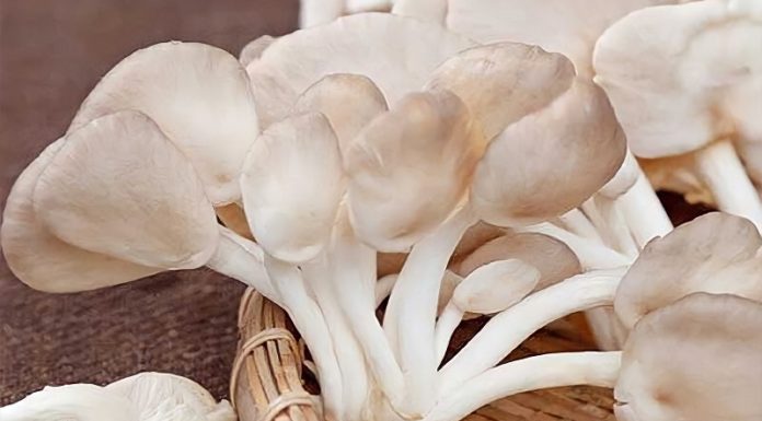 Are Enoki Mushrooms High in Calories? Can You Gain Weight by Eating Them?