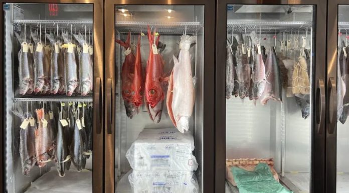 What is Fresh-Aged Fish and Why is it Still Popular at $200 per Pound?