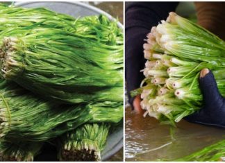 Water Chives of the Western Region – A Must-Try Delicacy from the Aquatic Vegetable Realm