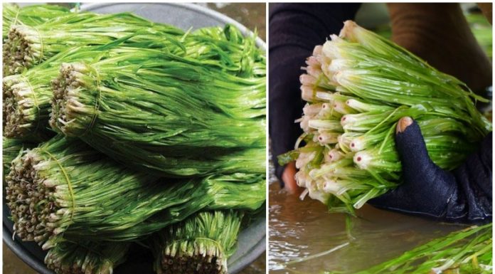 Water Chives of the Western Region – A Must-Try Delicacy from the Aquatic Vegetable Realm