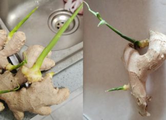 Can Ginger With Sprouts Be Eaten?