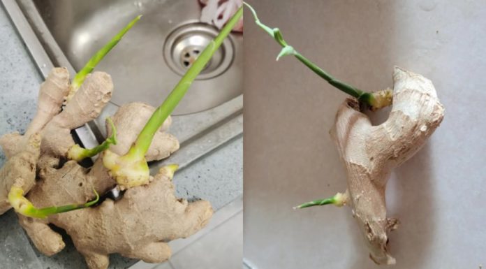 Can Ginger With Sprouts Be Eaten?