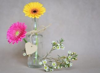 3 Lucky Flowers to Display in Your Living Room for Abundant Wealth and Prosperity.