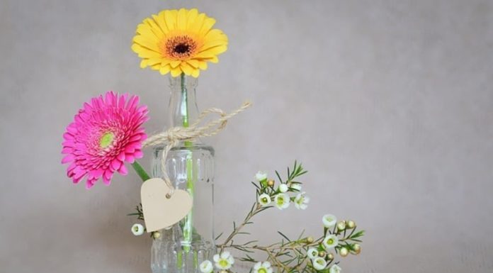 3 Lucky Flowers to Display in Your Living Room for Abundant Wealth and Prosperity.