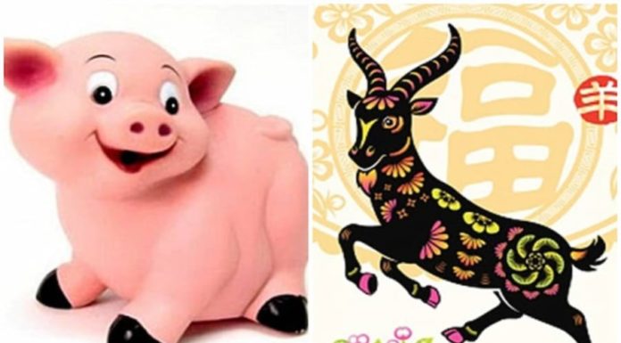 “3 Zodiac Animals Experience a Lucky Streak: Prosperity and Love Shine Bright in the First 2 Days of June”