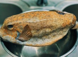 “A Rare Seafood Delicacy from Phu Yen’s Seas: Fetching a Whopping 2.5 Million VND per Kilogram.”