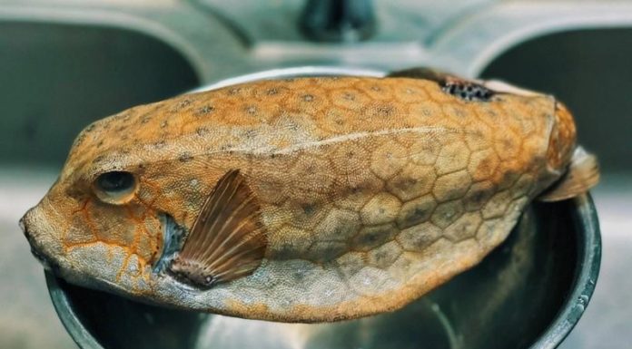 “A Rare Seafood Delicacy from Phu Yen’s Seas: Fetching a Whopping 2.5 Million VND per Kilogram.”